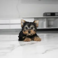 Boba, a male Yorkshire Terrier for sale in Los Angeles, CA – Photo 2 of 4