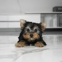 Boba, a male Yorkshire Terrier for sale in Los Angeles, CA – Photo 4 of 4