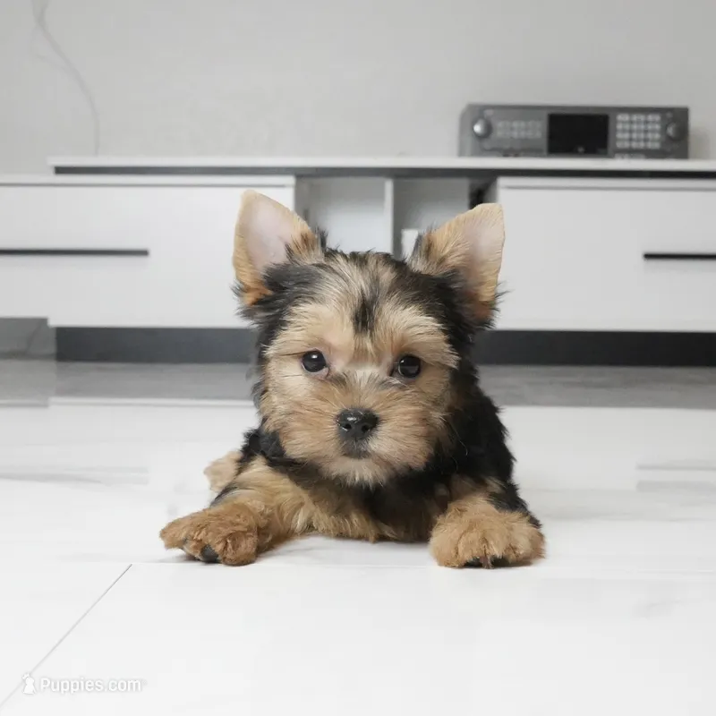 Abby – Yorkshire Terrier puppy for sale in Los Angeles, CA