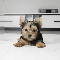 Abby, a female Yorkshire Terrier for sale in Los Angeles, CA – 1 of 5