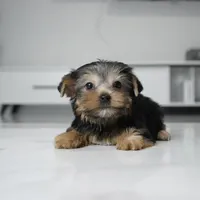 Lucky, a male Yorkshire Terrier for sale in Los Angeles, CA – 2 of 6