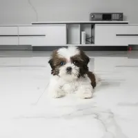 Teacup Chloe, a female Shih Tzu for sale in Los Angeles, CA – 1 of 5