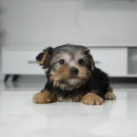 Lucky, a male Yorkshire Terrier for sale in Los Angeles, CA – 6 of 6