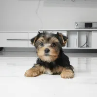 Bentley, a male Yorkshire Terrier for sale in Los Angeles, CA – 3 of 3