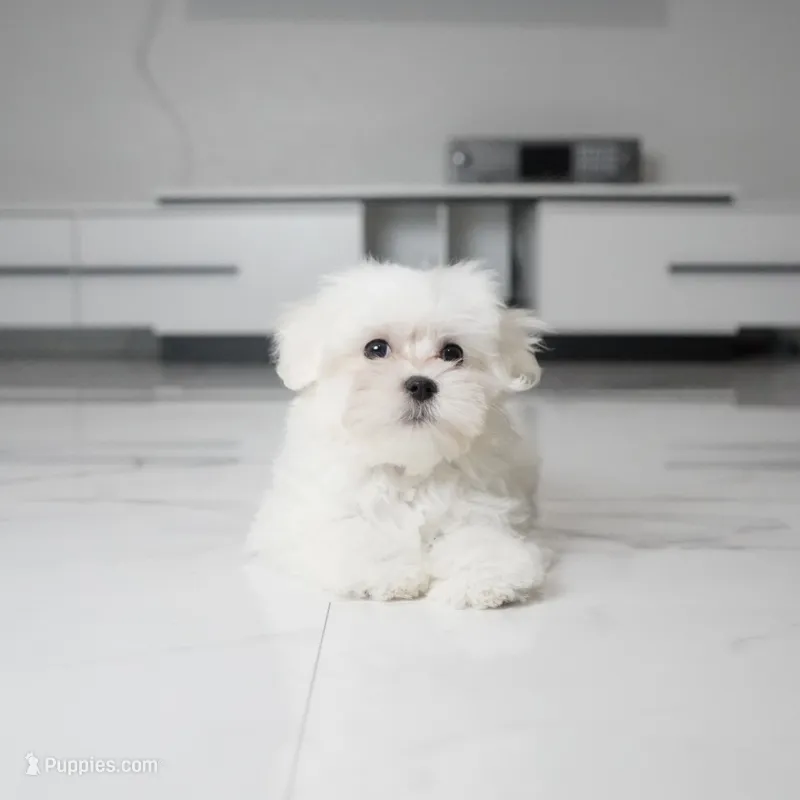 Bailey – Maltese puppy for sale in Los Angeles, CA