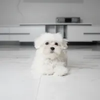 Bailey, a male Maltese for sale in Los Angeles, CA – 1 of 4