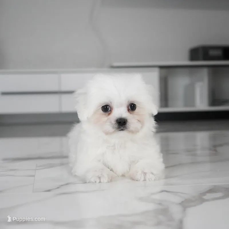 Bruno – Maltese puppy for sale in Los Angeles, CA