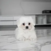 Bruno, a male Maltese for sale in Los Angeles, CA – Photo 1 of 2
