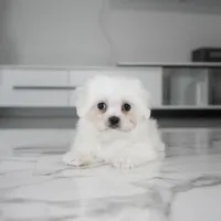 Bruno, a male Maltese for sale in Los Angeles, CA – Photo 2 of 2