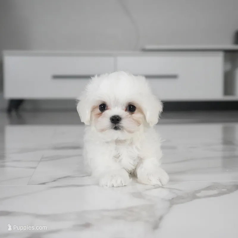 Charlie – Maltese puppy for sale in Los Angeles, CA