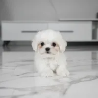 Charlie, a male Maltese for sale in Los Angeles, CA – 1 of 2