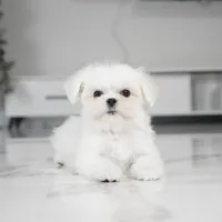 Leo, a male Maltese for sale in Los Angeles, CA – Photo 3 of 3