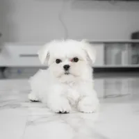 Leo, a male Maltese for sale in Los Angeles, CA – Photo 2 of 3