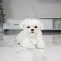 Leo, a male Maltese for sale in Los Angeles, CA – Photo 1 of 3