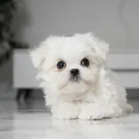 Bailey, a male Maltese for sale in Los Angeles, CA – Photo 5 of 5