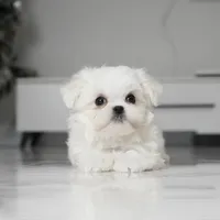 Bailey, a male Maltese for sale in Los Angeles, CA – Photo 4 of 5