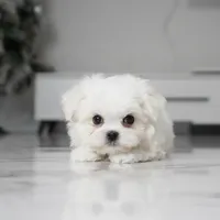 Bailey, a male Maltese for sale in Los Angeles, CA – Photo 2 of 5