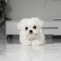 Bailey, a male Maltese for sale in Los Angeles, CA – Photo 3 of 5