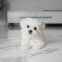 Micro, a male Maltese for sale in Los Angeles, CA – 3 of 7