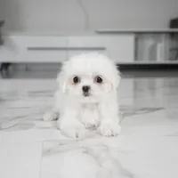 Mochi, a female Maltese for sale in Los Angeles, CA – Photo 1 of 2