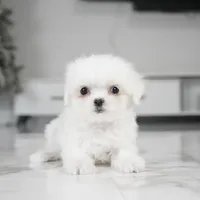 Mochi, a female Maltese for sale in Los Angeles, CA – Photo 2 of 2