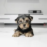 Ace, a male Yorkshire Terrier for sale in Los Angeles, CA – 5 of 5