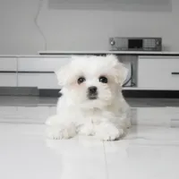 Tilly, a female Maltese for sale in Los Angeles, CA – 3 of 5
