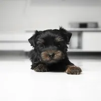 Mickey, a male Yorkshire Terrier for sale in Los Angeles, CA – 4 of 5
