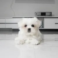 Tilly, a female Maltese for sale in Los Angeles, CA – 2 of 5