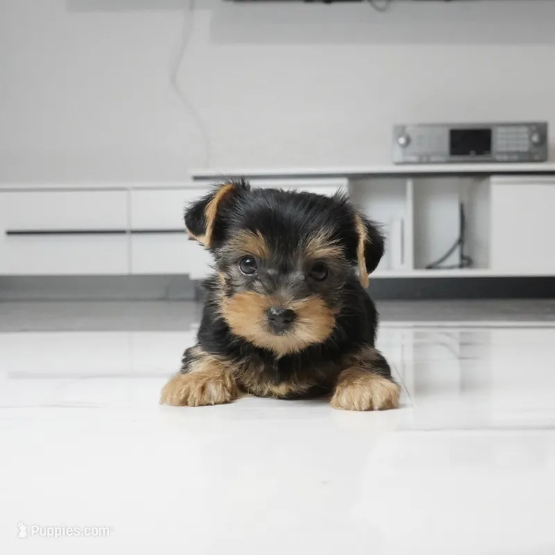 Cleo – Yorkshire Terrier puppy for sale in Los Angeles, CA