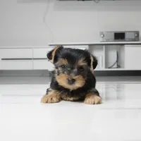 Cleo, a female Yorkshire Terrier for sale in Los Angeles, CA – 1 of 3