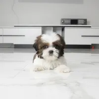 Teacup Chloe, a female Shih Tzu for sale in Los Angeles, CA – 3 of 5