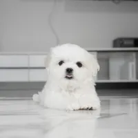 Casper, a male Maltese for sale in Los Angeles, CA – Photo 5 of 8