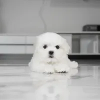 Casper, a male Maltese for sale in Los Angeles, CA – Photo 4 of 8