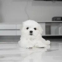 Casper, a male Maltese for sale in Los Angeles, CA – Photo 2 of 8