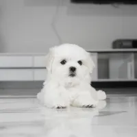 Casper, a male Maltese for sale in Los Angeles, CA – Photo 7 of 8