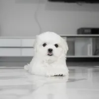 Casper, a male Maltese for sale in Los Angeles, CA – Photo 6 of 8