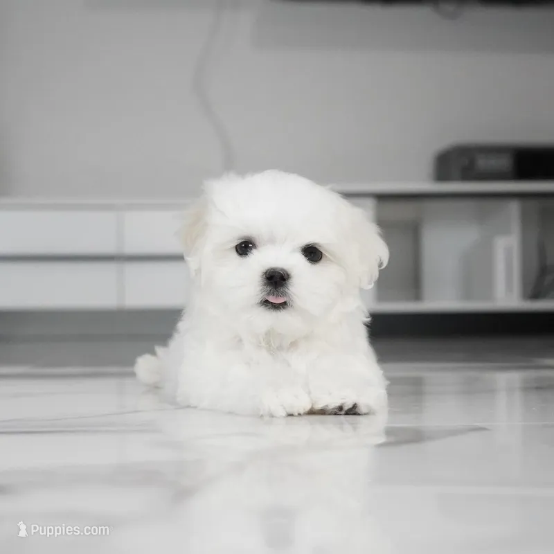 Casper, a male Maltese for sale in Los Angeles, CA – Photo 1 of 8