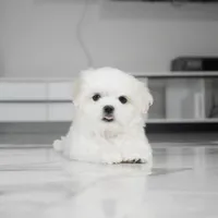 Casper, a male Maltese for sale in Los Angeles, CA – Photo 1 of 8