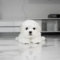 Casper, a male Maltese for sale in Los Angeles, CA – Photo 8 of 8