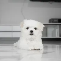 Casper, a male Maltese for sale in Los Angeles, CA – Photo 3 of 8