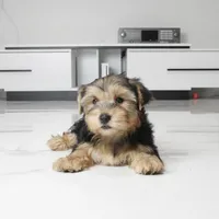 Archie, a male Yorkshire Terrier for sale in Los Angeles, CA – 3 of 5