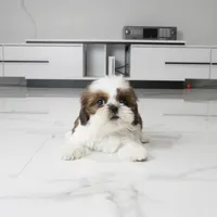 Cleo, a female Shih Tzu for sale in Los Angeles, CA – 2 of 4