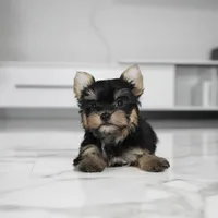 Stella, a female Yorkshire Terrier for sale in Los Angeles, CA – Photo 2 of 7