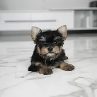 Stella, a female Yorkshire Terrier for sale in Los Angeles, CA – Photo 5 of 7