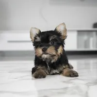 Stella, a female Yorkshire Terrier for sale in Los Angeles, CA – Photo 6 of 7