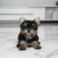 Stella, a female Yorkshire Terrier for sale in Los Angeles, CA – Photo 1 of 7