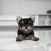 Stella, a female Yorkshire Terrier for sale in Los Angeles, CA – Photo 3 of 7