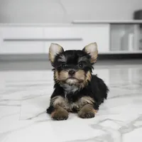 Stella, a female Yorkshire Terrier for sale in Los Angeles, CA – Photo 4 of 7