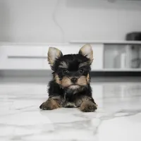 Stella, a female Yorkshire Terrier for sale in Los Angeles, CA – Photo 7 of 7